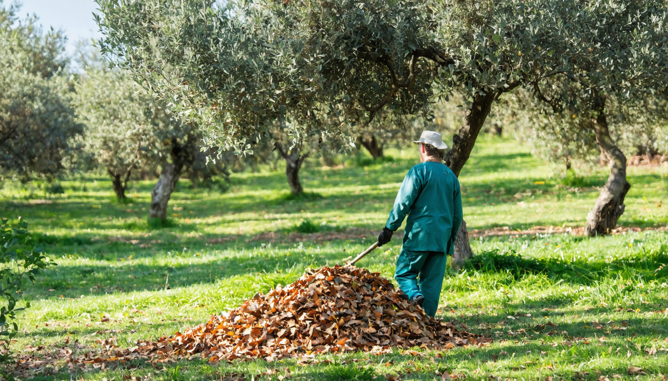 découvrez comment entretenir votre olivier tout au long de l'année grâce à notre guide saisonnier. taille, arrosage, soins : adoptez les bons gestes pour un arbre en pleine santé.