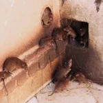 Dératisation à Paris : Comment se débarrasser durablement des rats et souris en 2026