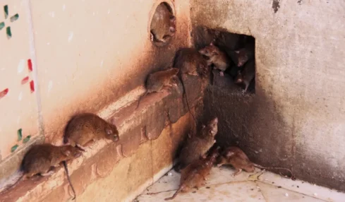 Dératisation à Paris : Comment se débarrasser durablement des rats et souris en 2026