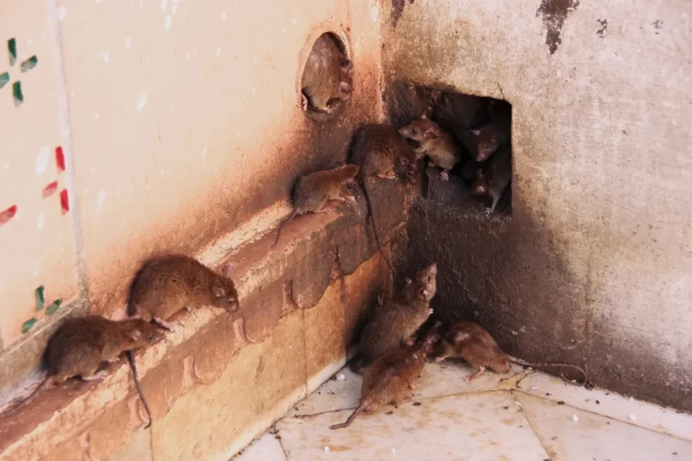 Dératisation à Paris : Comment se débarrasser durablement des rats et souris en 2026